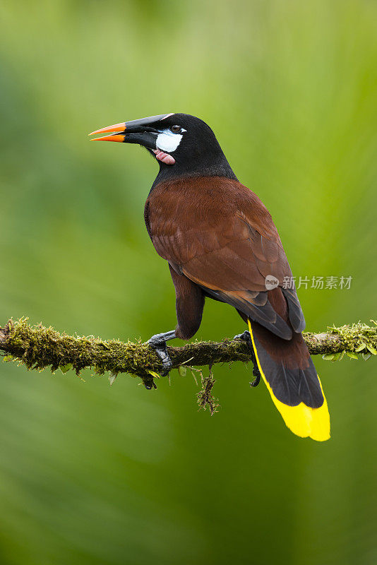 Montezuma Oropendola，哥斯达黎加的野生鸟类，Psarocolius Montezuma